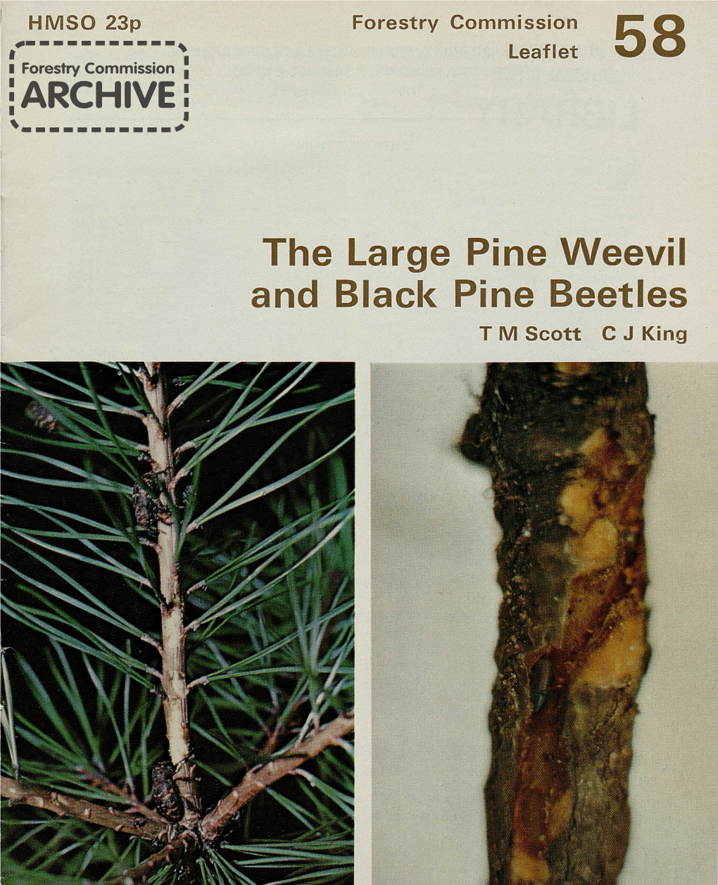 The Large Pine Weevil and Black Pine Beetles