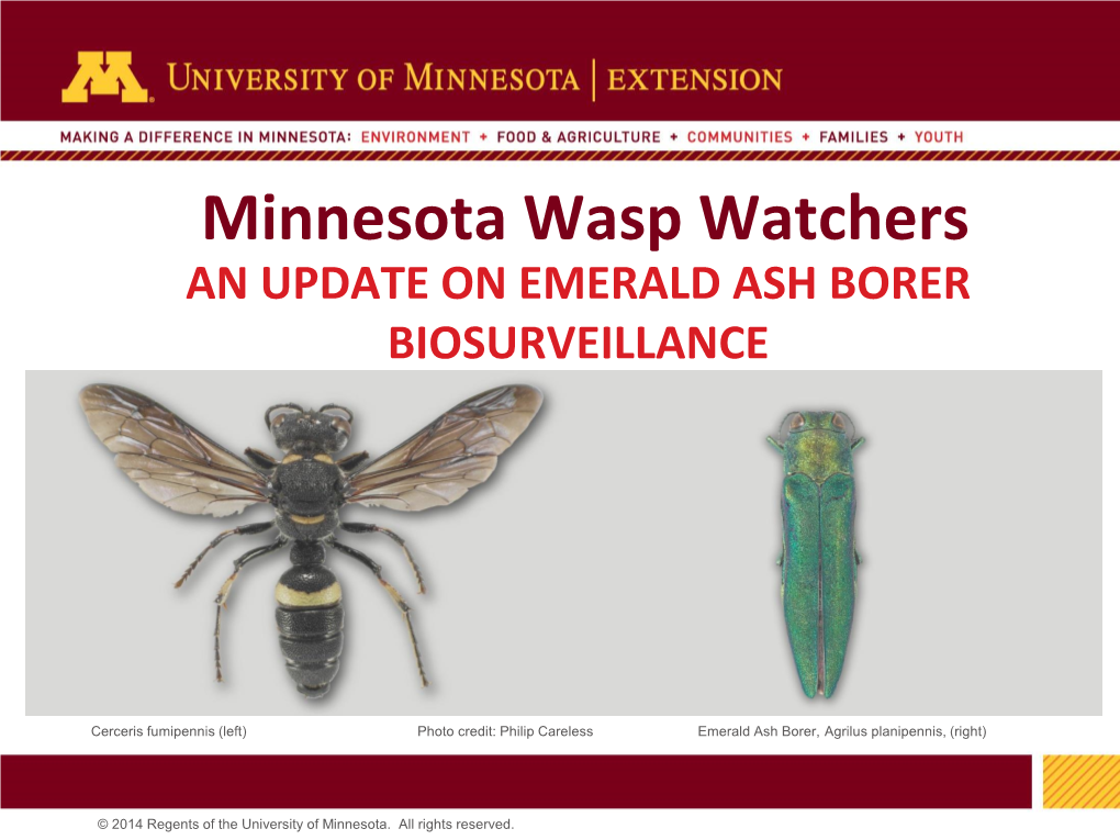 Minnesota Wasp Watchers an UPDATE on EMERALD ASH BORER BIOSURVEILLANCE