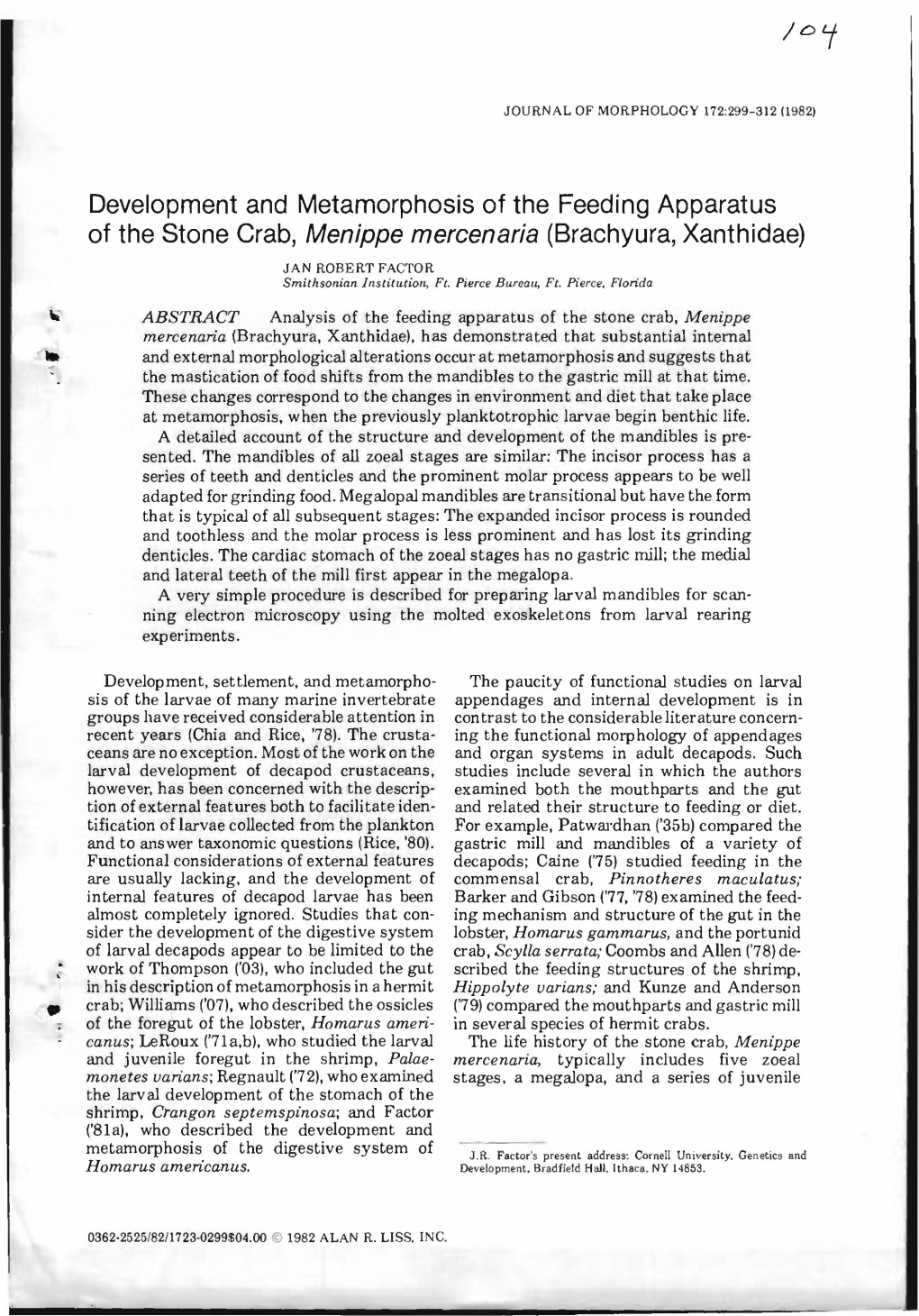 Development and Metamorphosis of the Feeding Apparatus of the Stone Crab, Menippe Mercenaria (Brachyura, Xanthidae)