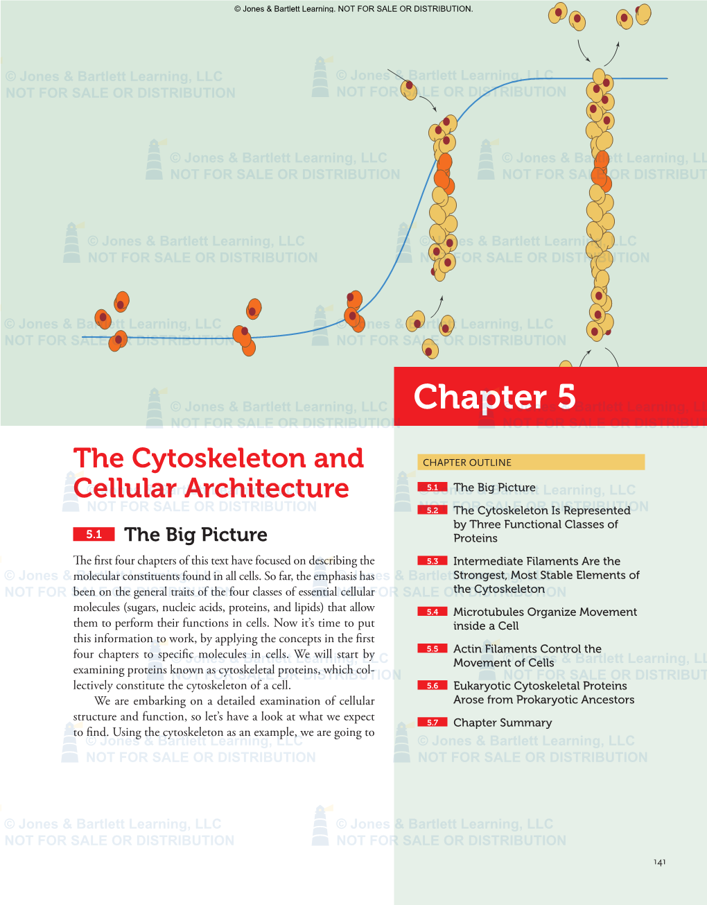 Chapter 5 the Cytoskeleton and Cellular Architecture