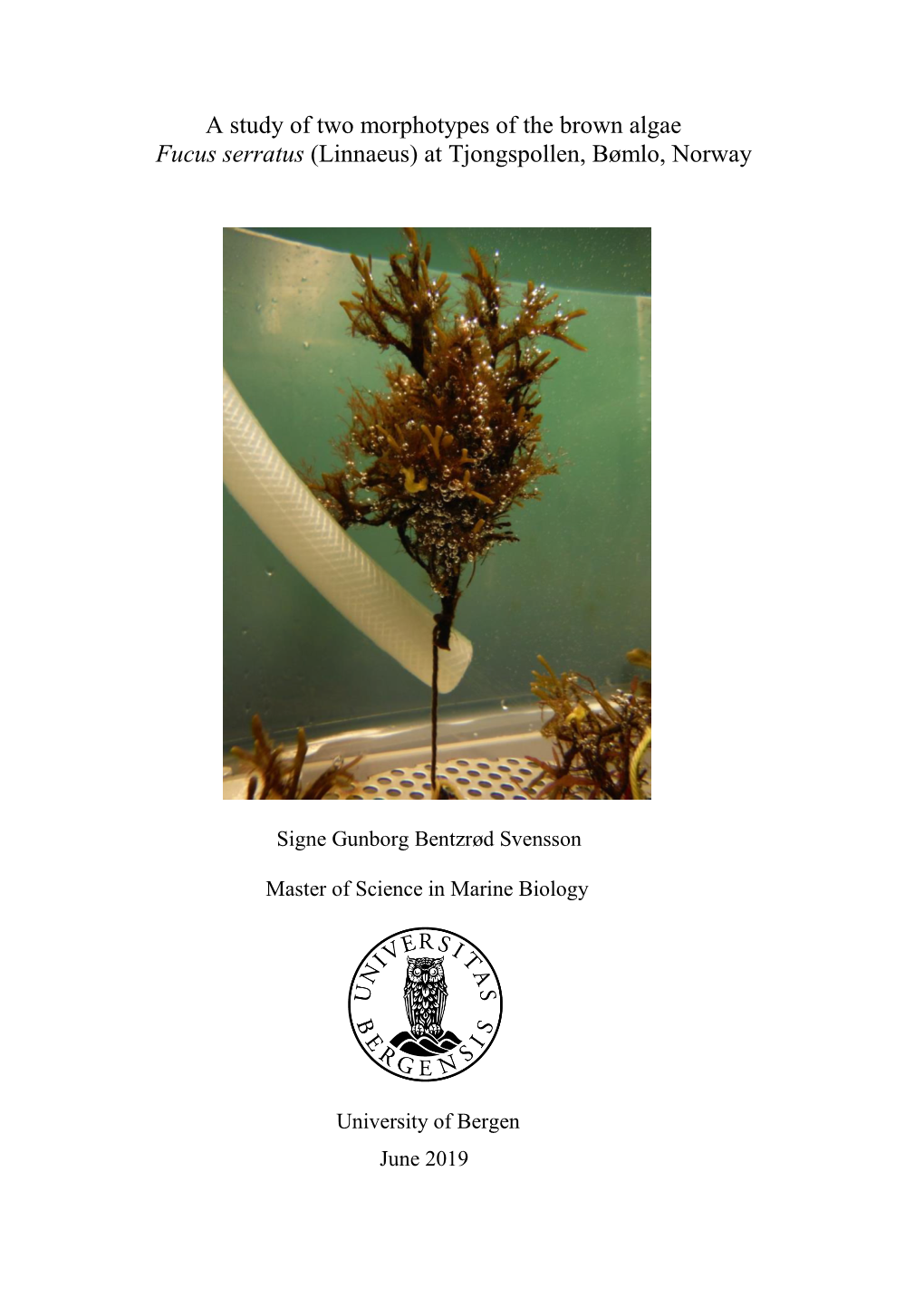 A Study of Two Morphotypes of the Brown Algae Fucus Serratus (Linnaeus) at Tjongspollen, Bømlo, Norway