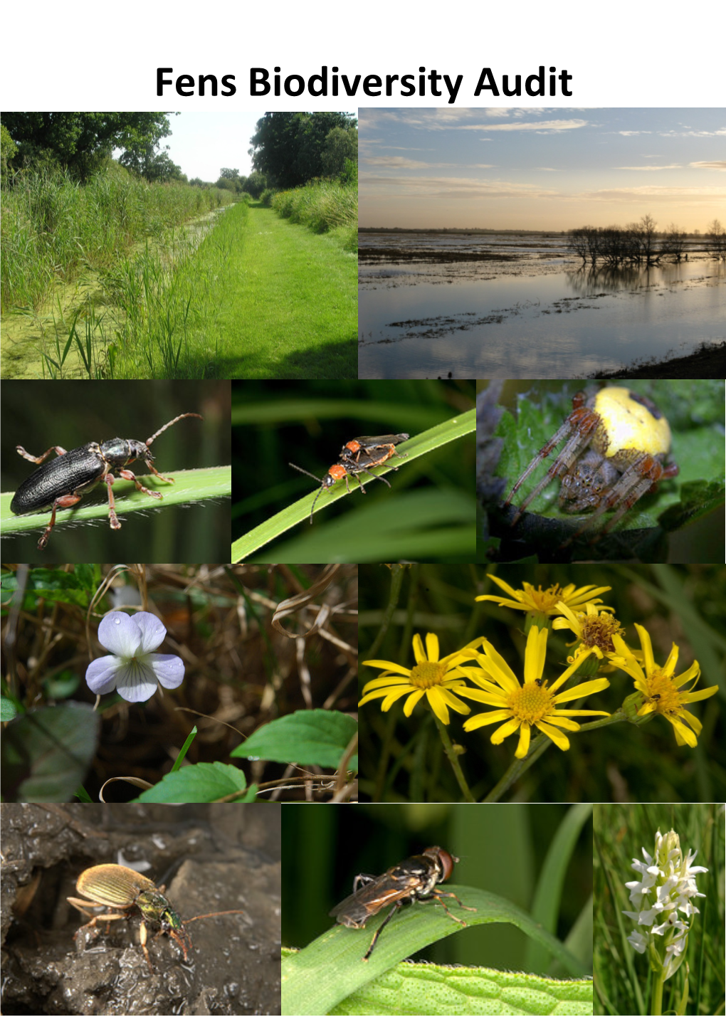 Fens Biodiversity Audit