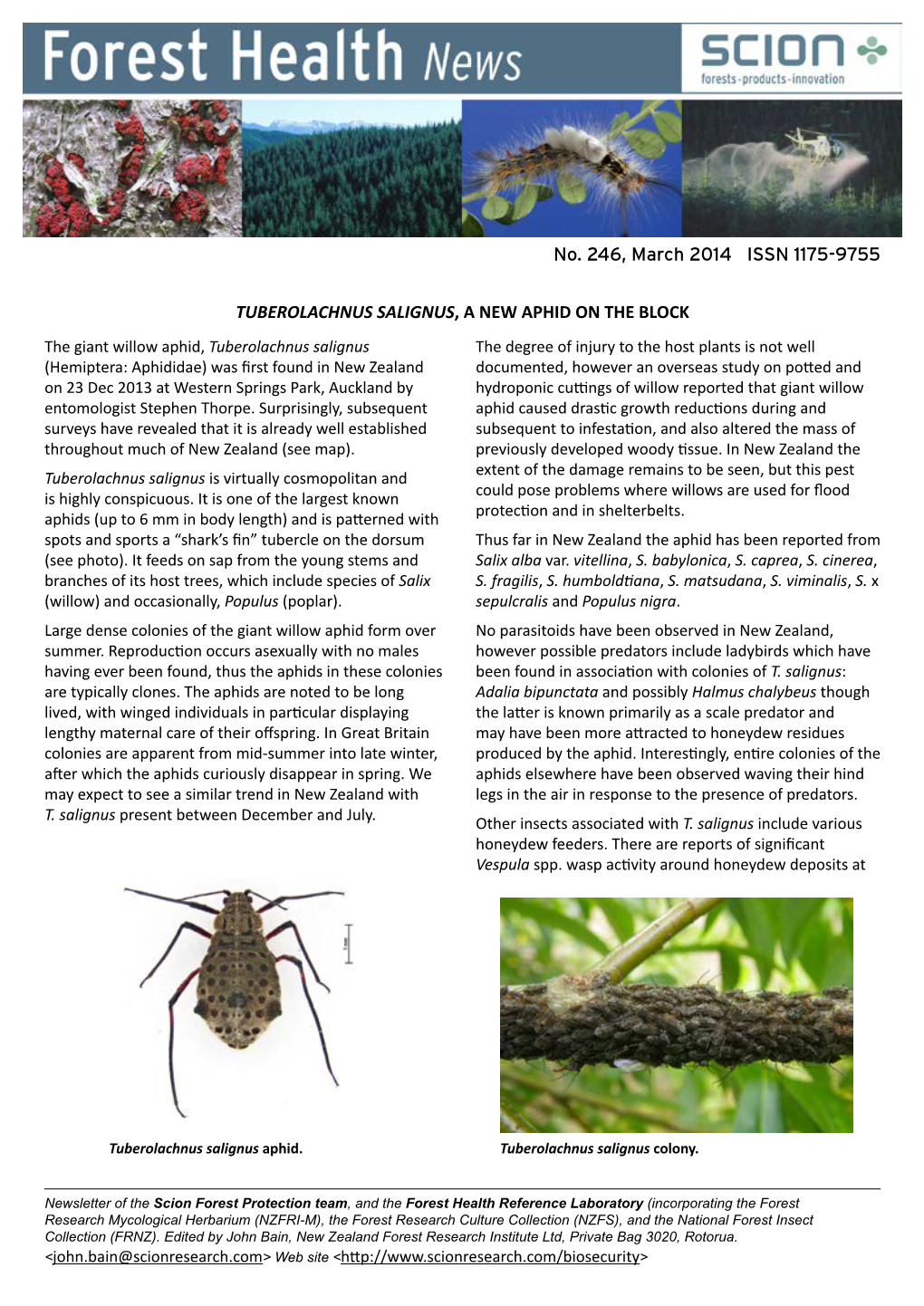 No. 246, March 2014 ISSN 1175-9755 TUBEROLACHNUS SALIGNUS, a NEW APHID on the BLOCK