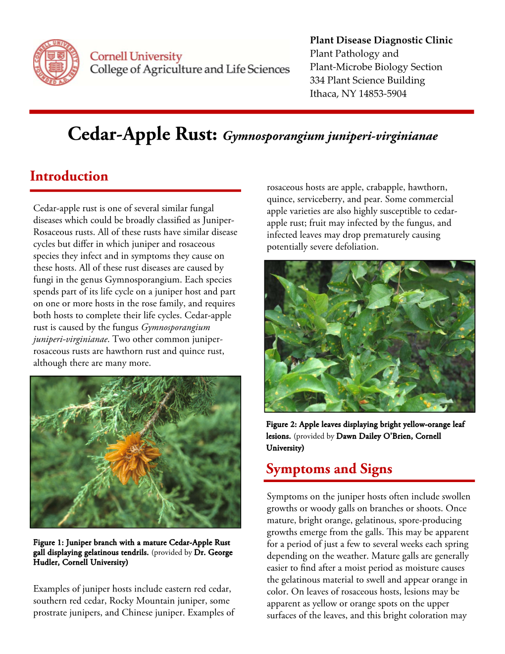 Cedar-Apple Rust: Gymnosporangium Juniperi-Virginianae