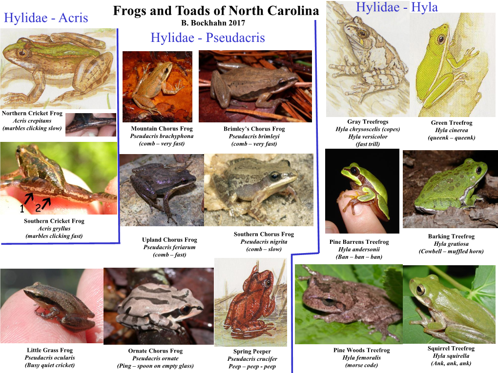 Frogs and Toads of North Carolina Hylidae - Hyla Hylidae - Acris B