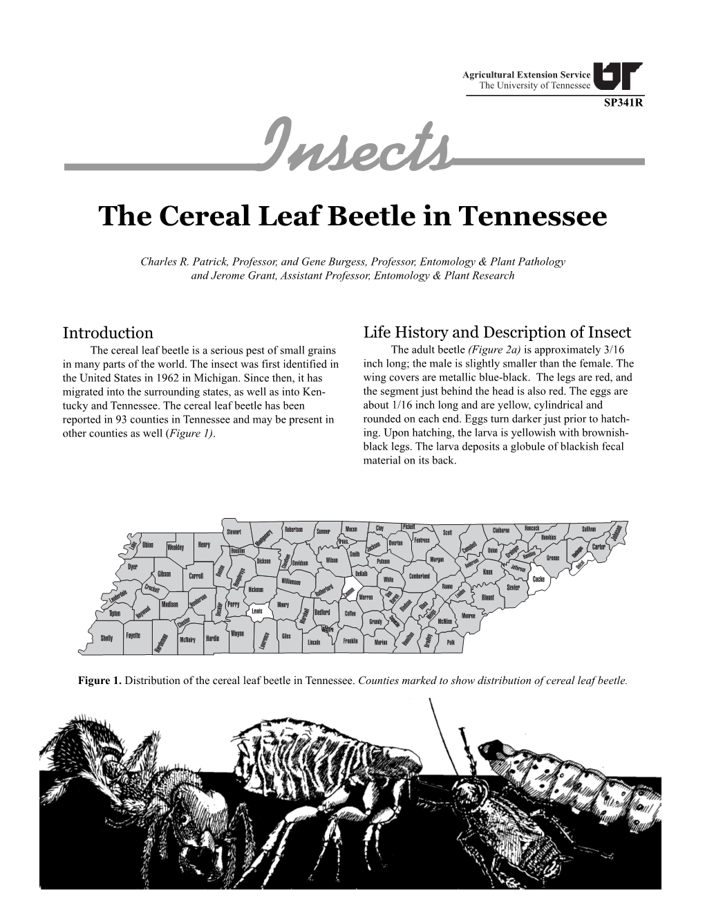 The Cereal Leaf Beetle in Tennessee