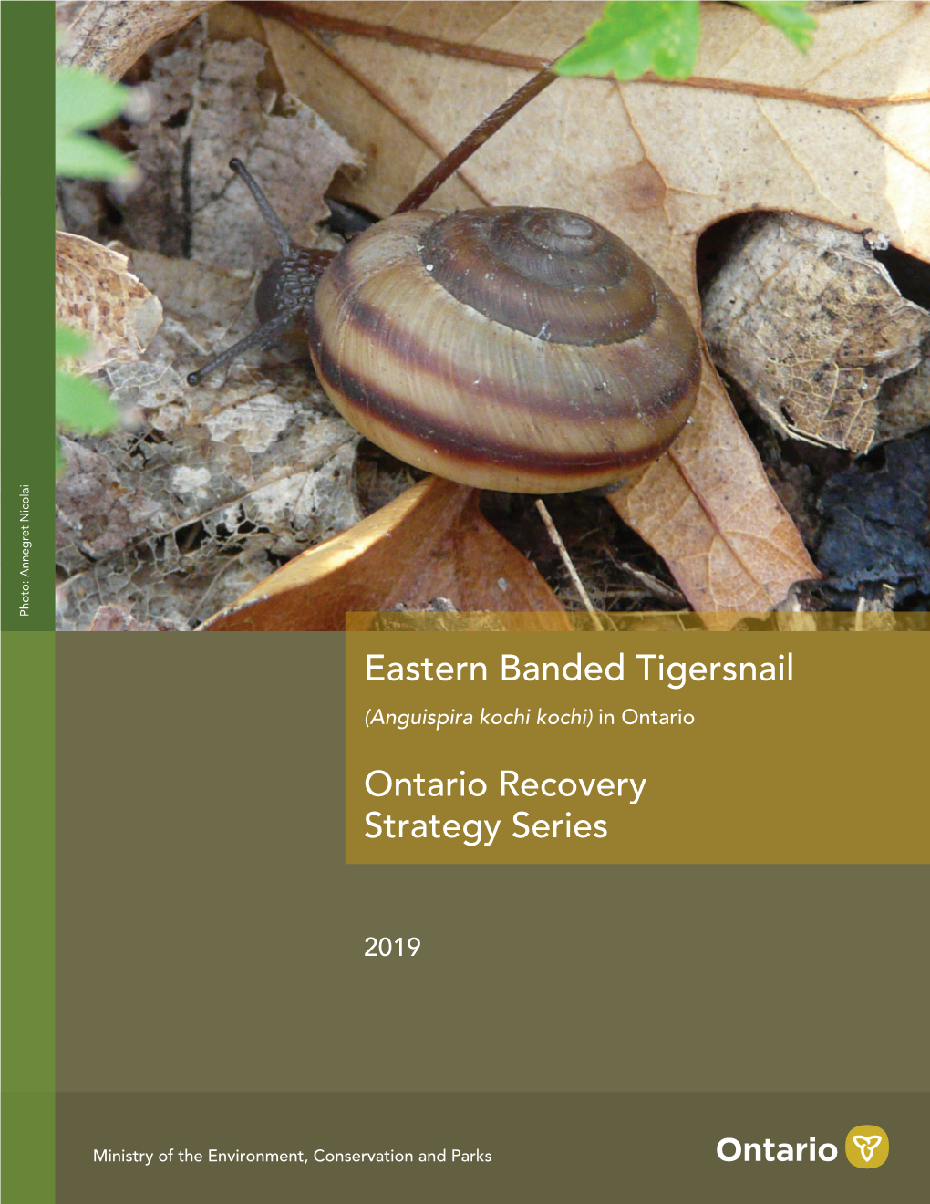 Recovery Strategy for the Eastern Banded Tigersnail (Anguispira Kochi Kochi) in Ontario