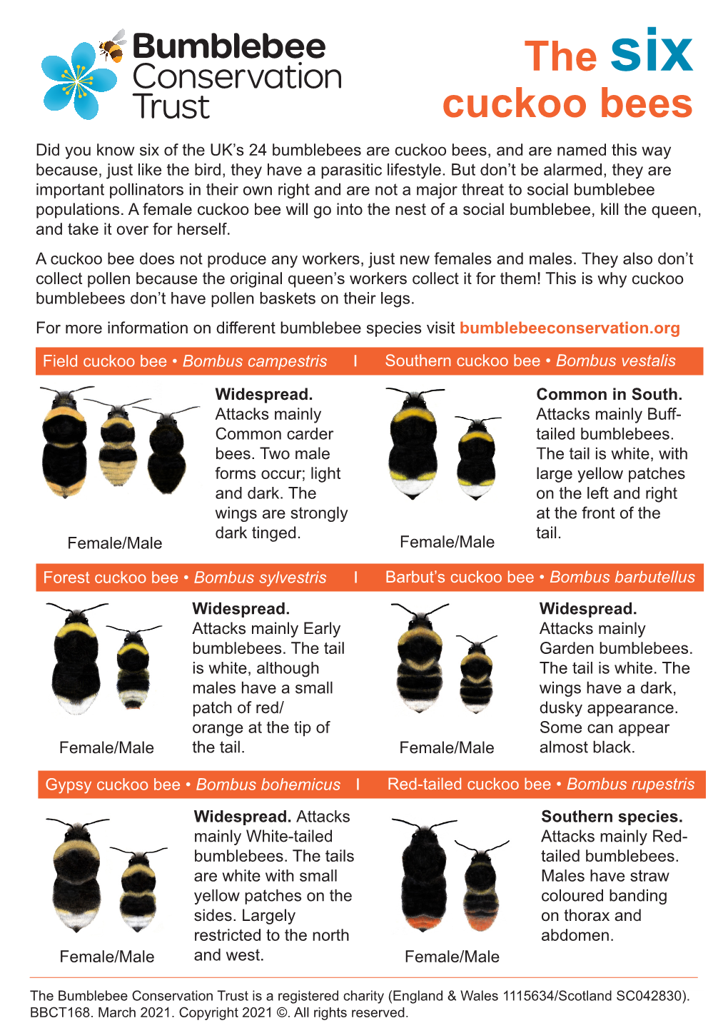 The Six Cuckoo Bees Did You Know Six of the UK’S 24 Bumblebees Are Cuckoo Bees, and Are Named This Way Because, Just Like the Bird, They Have a Parasitic Lifestyle