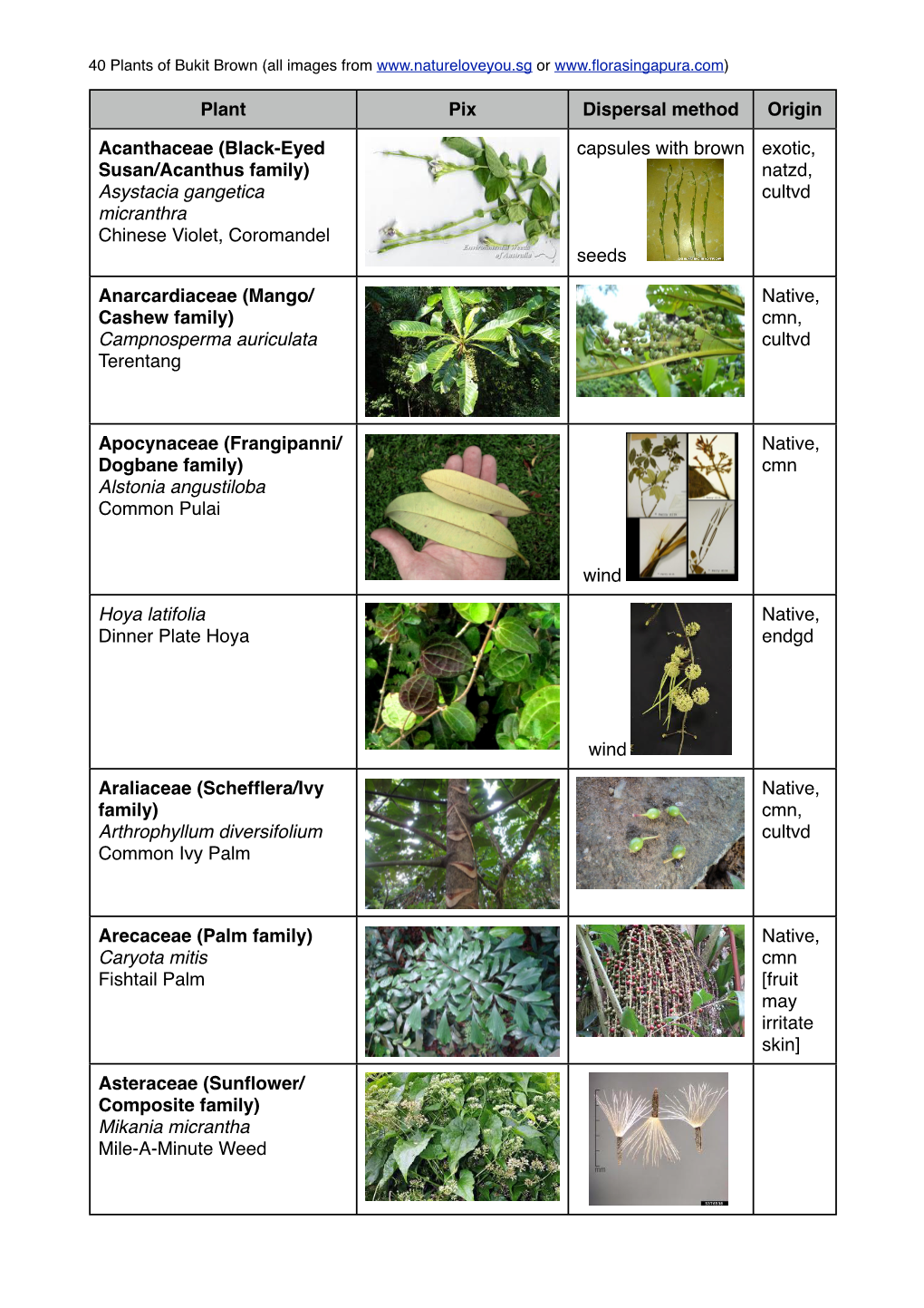 40 Plants of Bukit Brown (All Images from Or