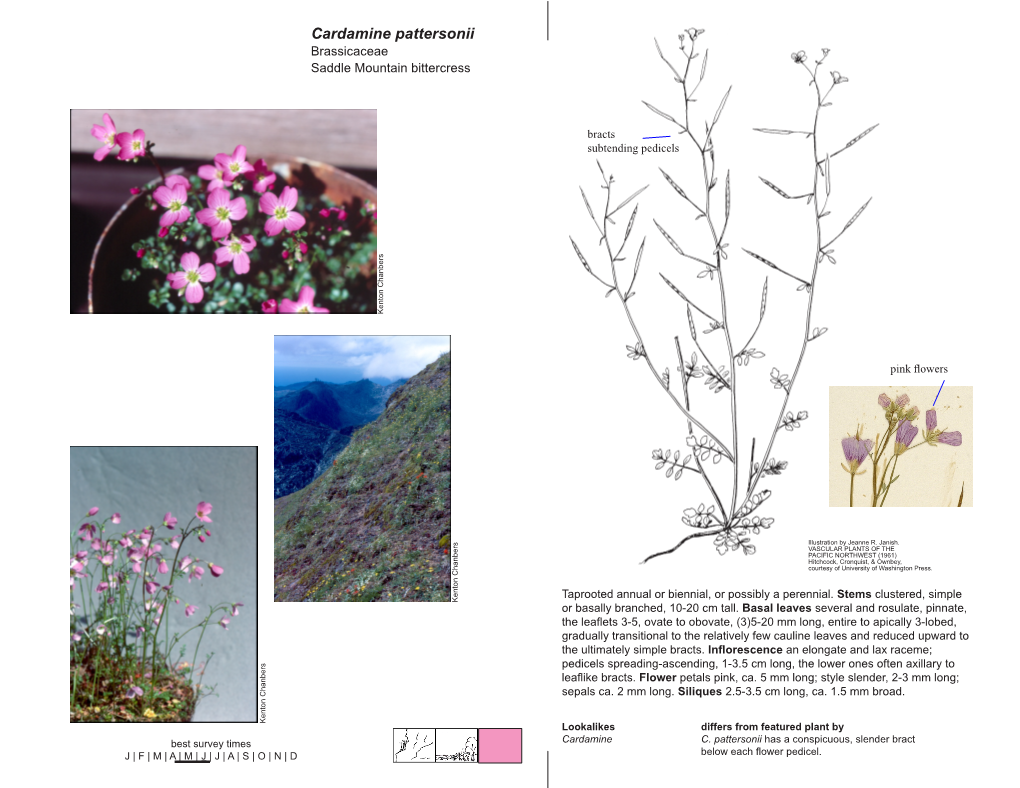 Cardamine Pattersonii Brassicaceae Saddle Mountain Bittercress