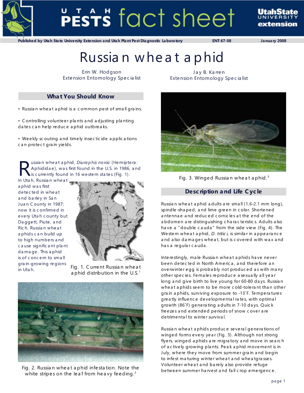 Russian Wheat Aphid