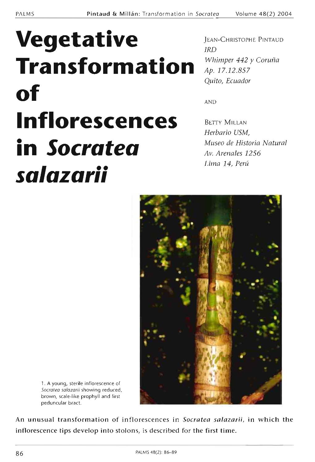 Vegetative Transformations of Inflorescences in Socratea Salazarii