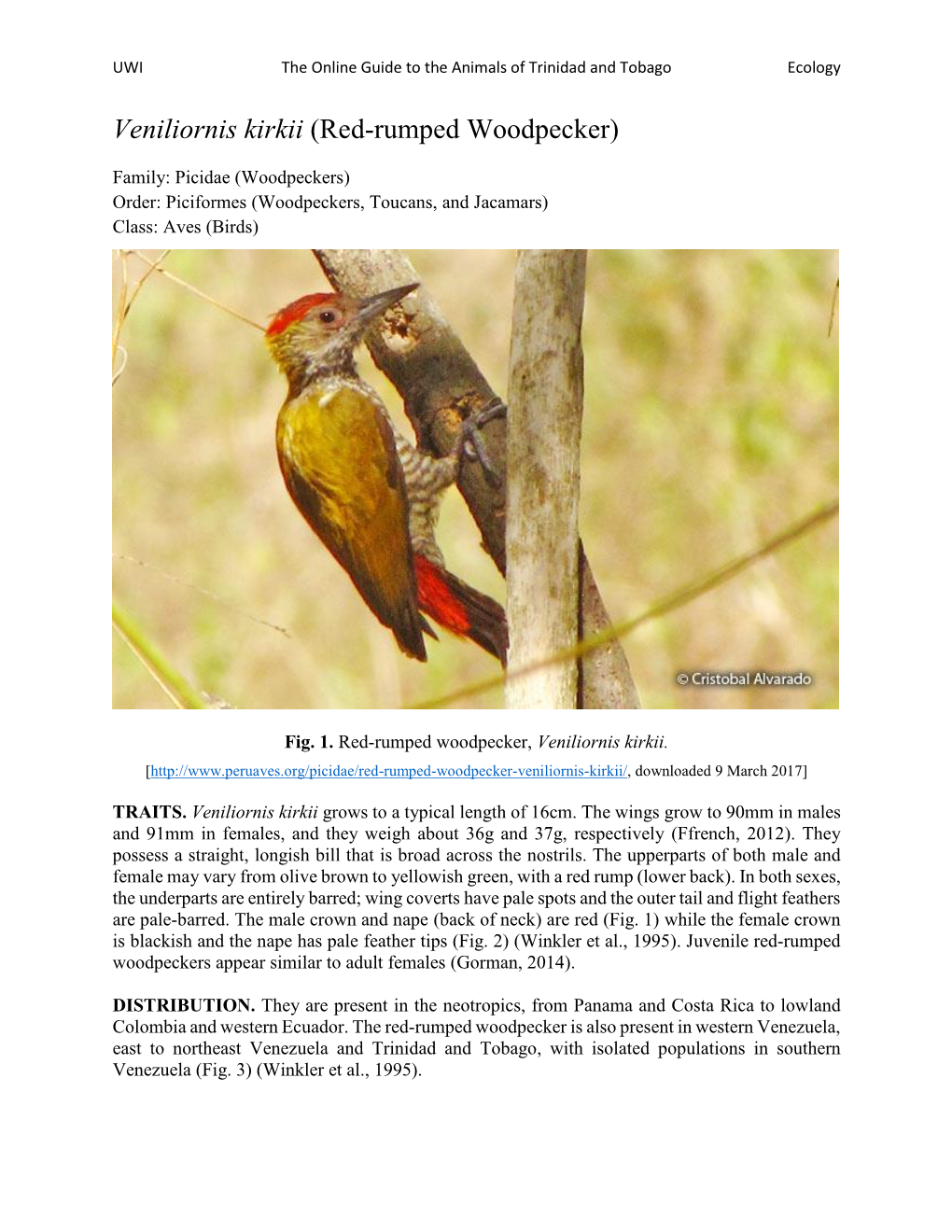 Veniliornis Kirkii (Red-Rumped Woodpecker)