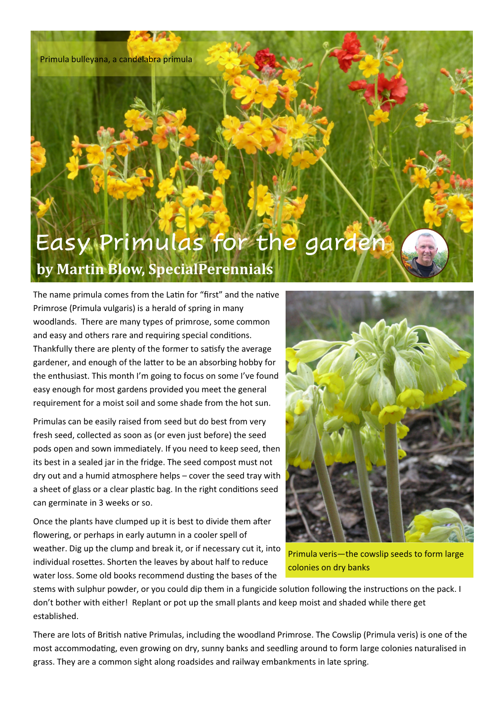 Easy Primulas for the Garden by Martin Blow, Specialperennials