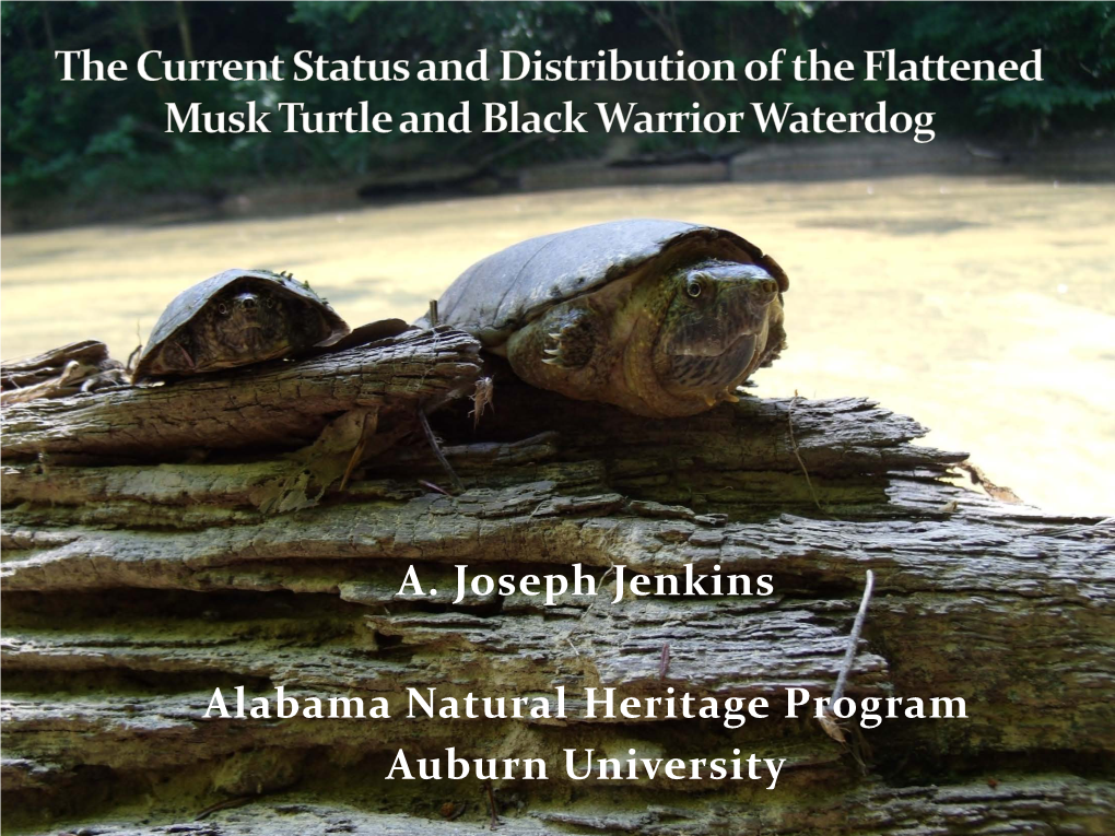 The Status of the Flattened Musk Turtle and the Black Warrior Waterdog