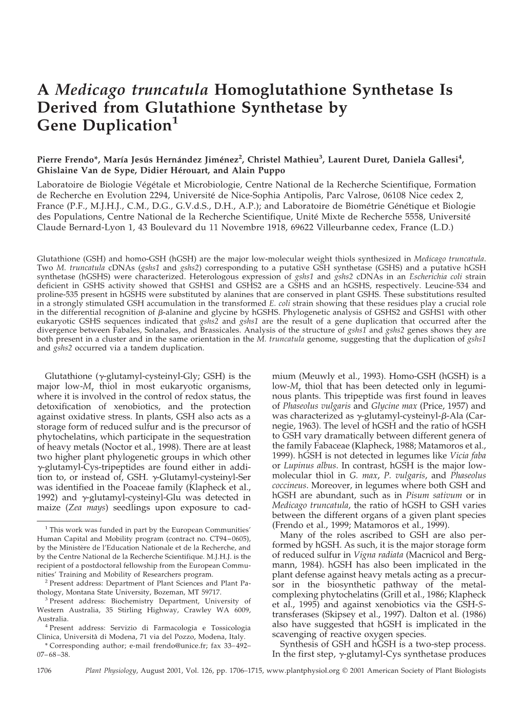 A Medicago Truncatula Homoglutathione Synthetase Is Derived from Glutathione Synthetase by Gene Duplication1