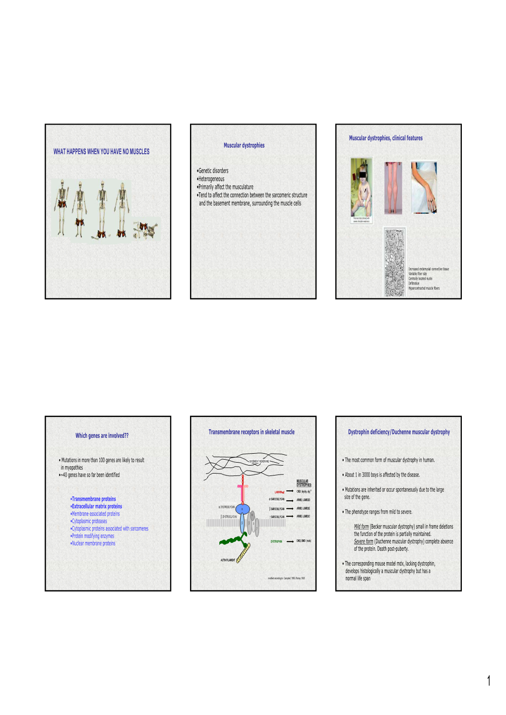 Genetic Analysis of Α7β1 Integrin Function in Skeletal Muscle