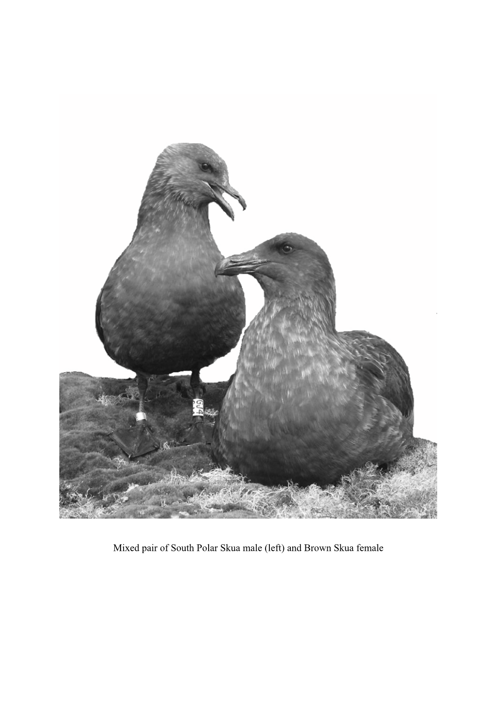 Mixed Pair of South Polar Skua Male (Left) and Brown Skua Female