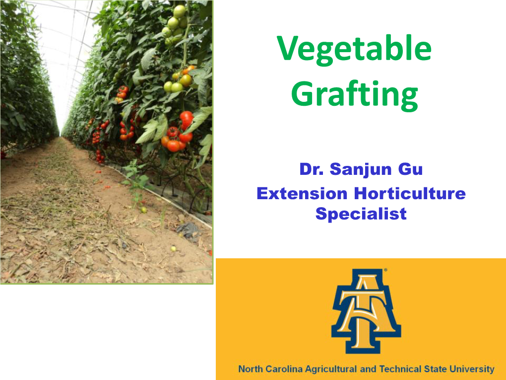 Vegetable Grafting