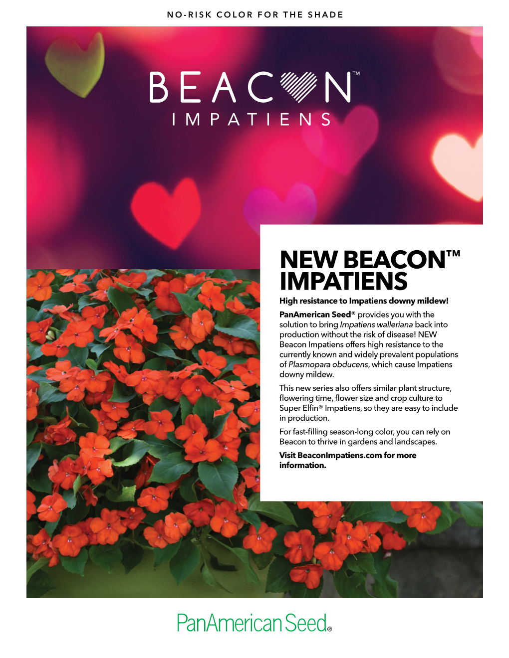 New Beacon™ Impatiens