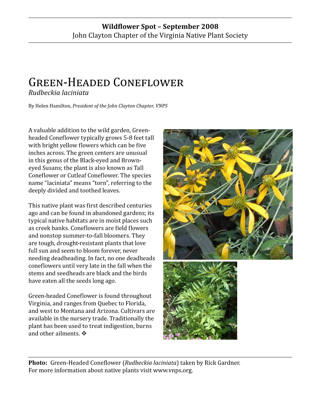 Green-Headed Coneflower Is Found Throughout Virginia, and Ranges from Quebec to Florida, and West to Montana and Arizona