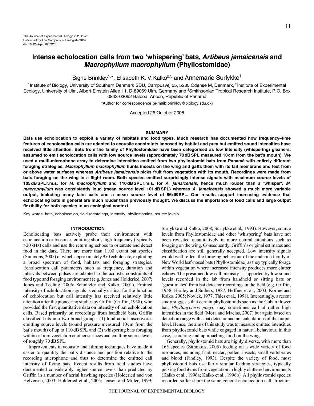 Intense Echolocation Calls from Two 'Whispering' Bats, Artibeus Jamaicensis and Macrophyllum Macrophyllum (Phyllostomidae)