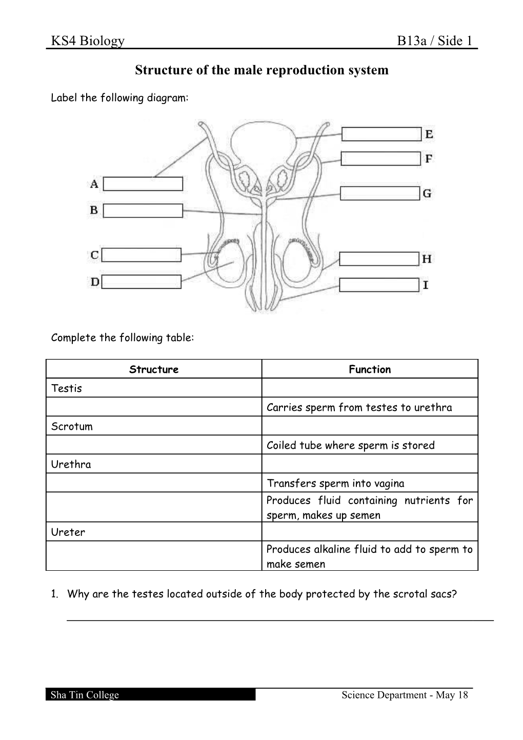 Structure of the Male Reproduction System