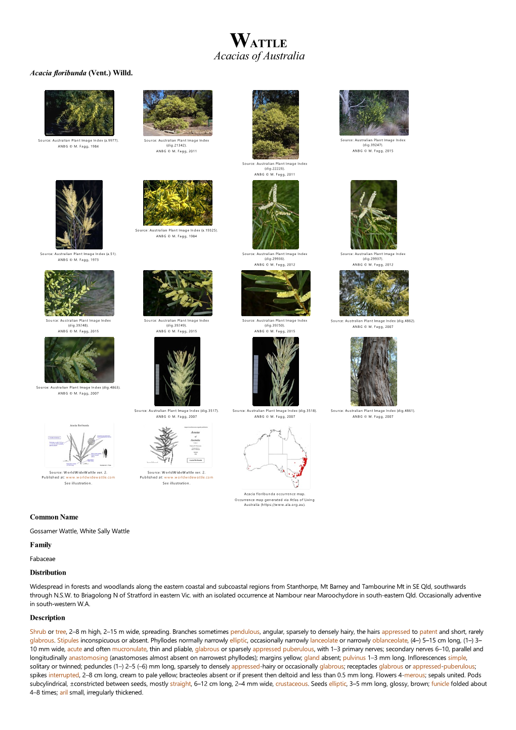 Acacia Floribunda (Vent.) Willd