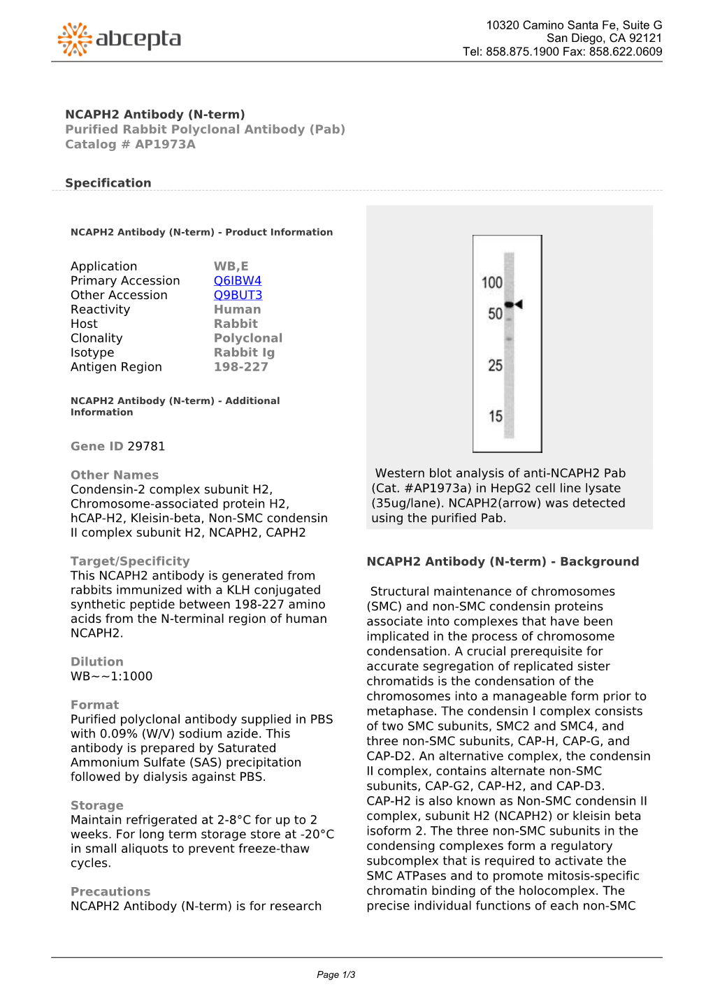 NCAPH2 Antibody (N-Term) Purified Rabbit Polyclonal Antibody (Pab) Catalog # AP1973A