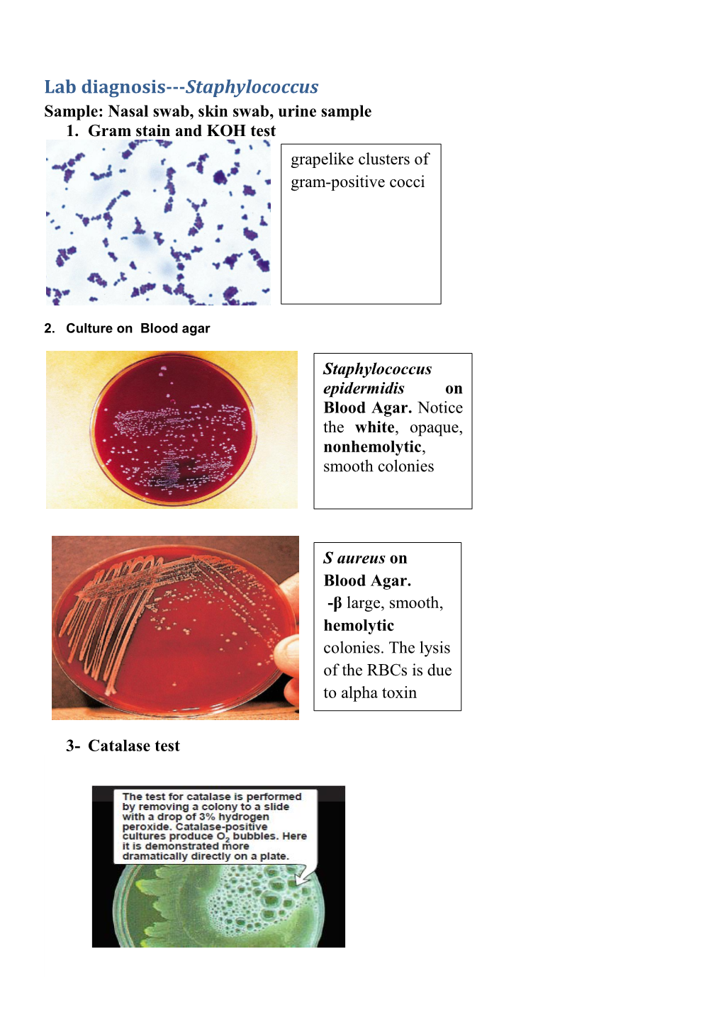 Lab Diagnosis---Staphylococcus Sample: Nasal Swab, Skin Swab, Urine Sample 1