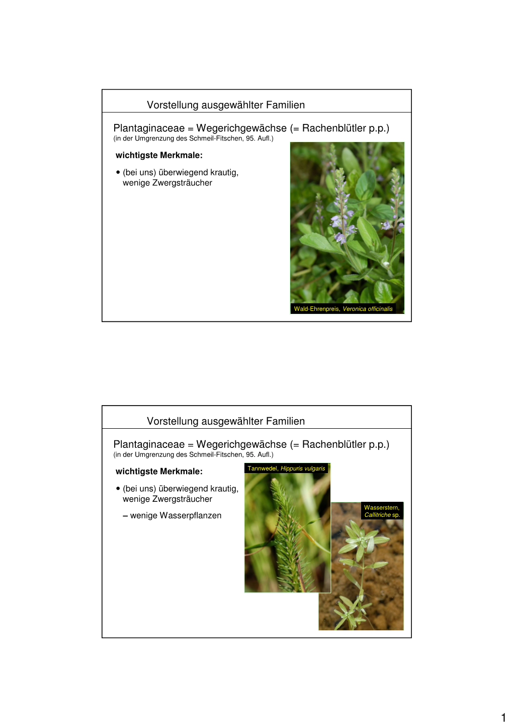 Plantaginaceae = Wegerichgewächse (= Rachenblütler P.P.) (In Der Umgrenzung Des Schmeil-Fitschen, 95