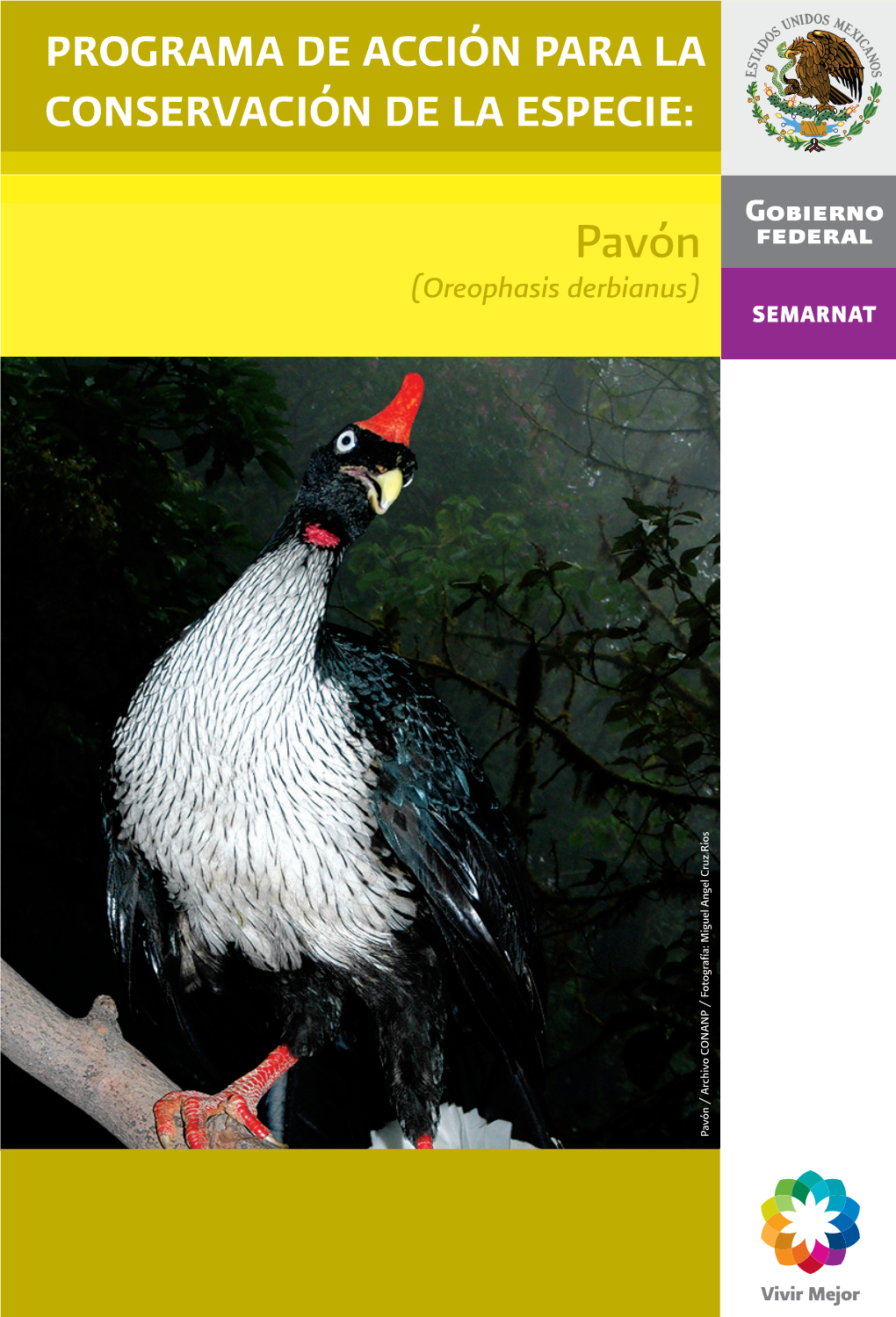Pavón (Oreophasis Derbianus) Pavón / Archivo CONANP / Fotografía: Miguel Angel Cruz Ríos / Fotografía: / Archivo CONANP Pavón | 1