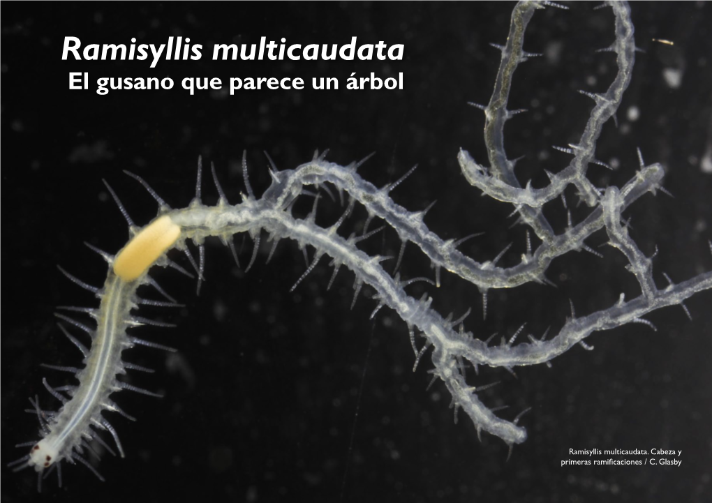 Ramisyllis Multicaudata El Gusano Que Parece Un Árbol