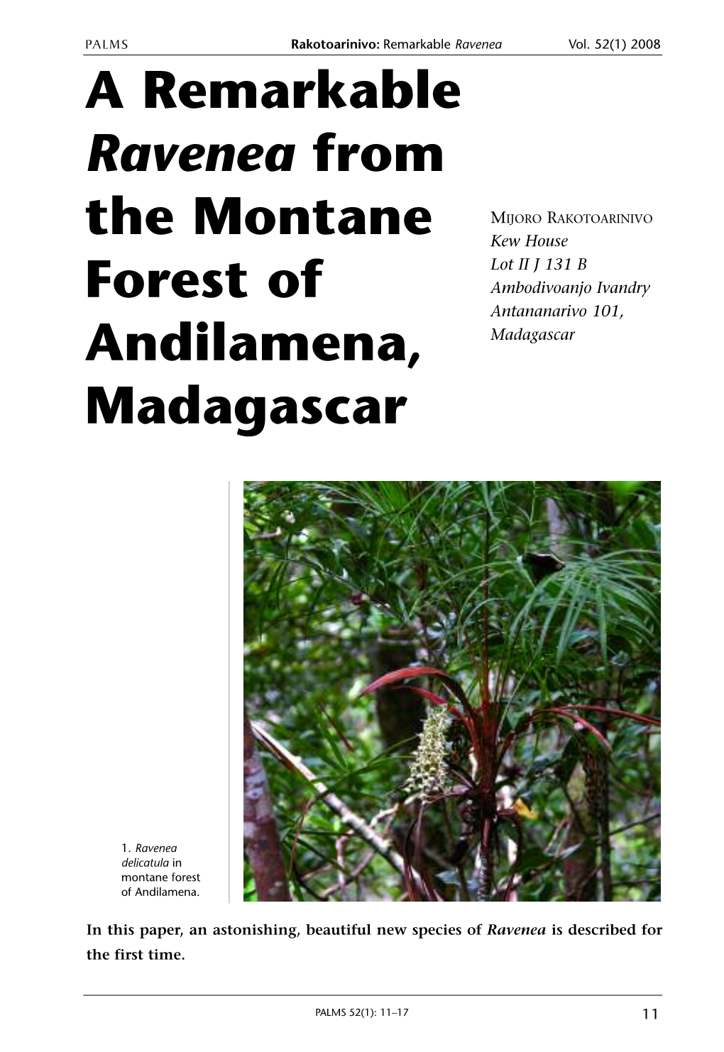 A Remarkable Ravenea from the Montane Forest of Andilamena