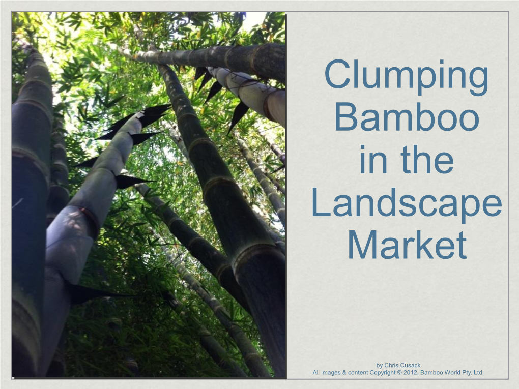 Clumping Bamboo in the Landscape Market