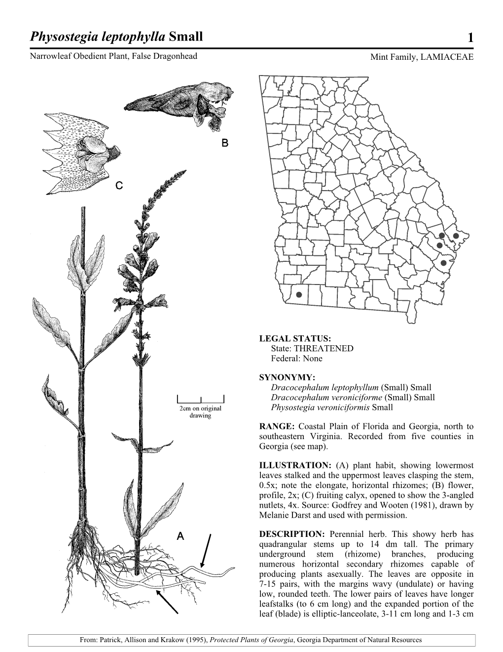 Physostegia Leptophylla Small 1 Narrowleaf Obedient Plant, False Dragonhead Mint Family, LAMIACEAE