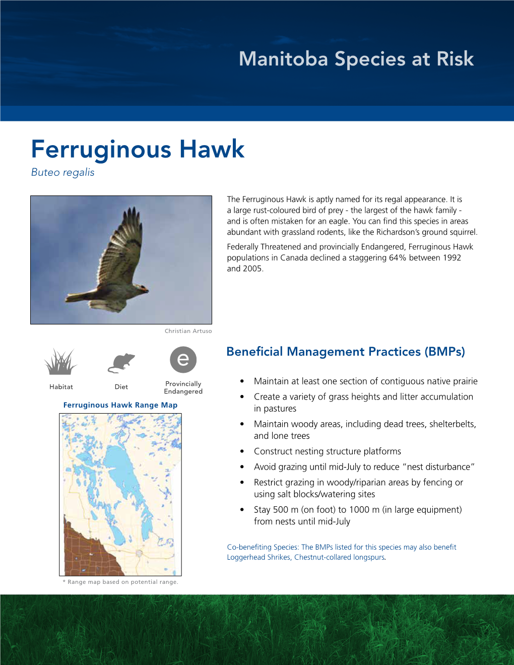 Ferruginous Hawk Buteo Regalis