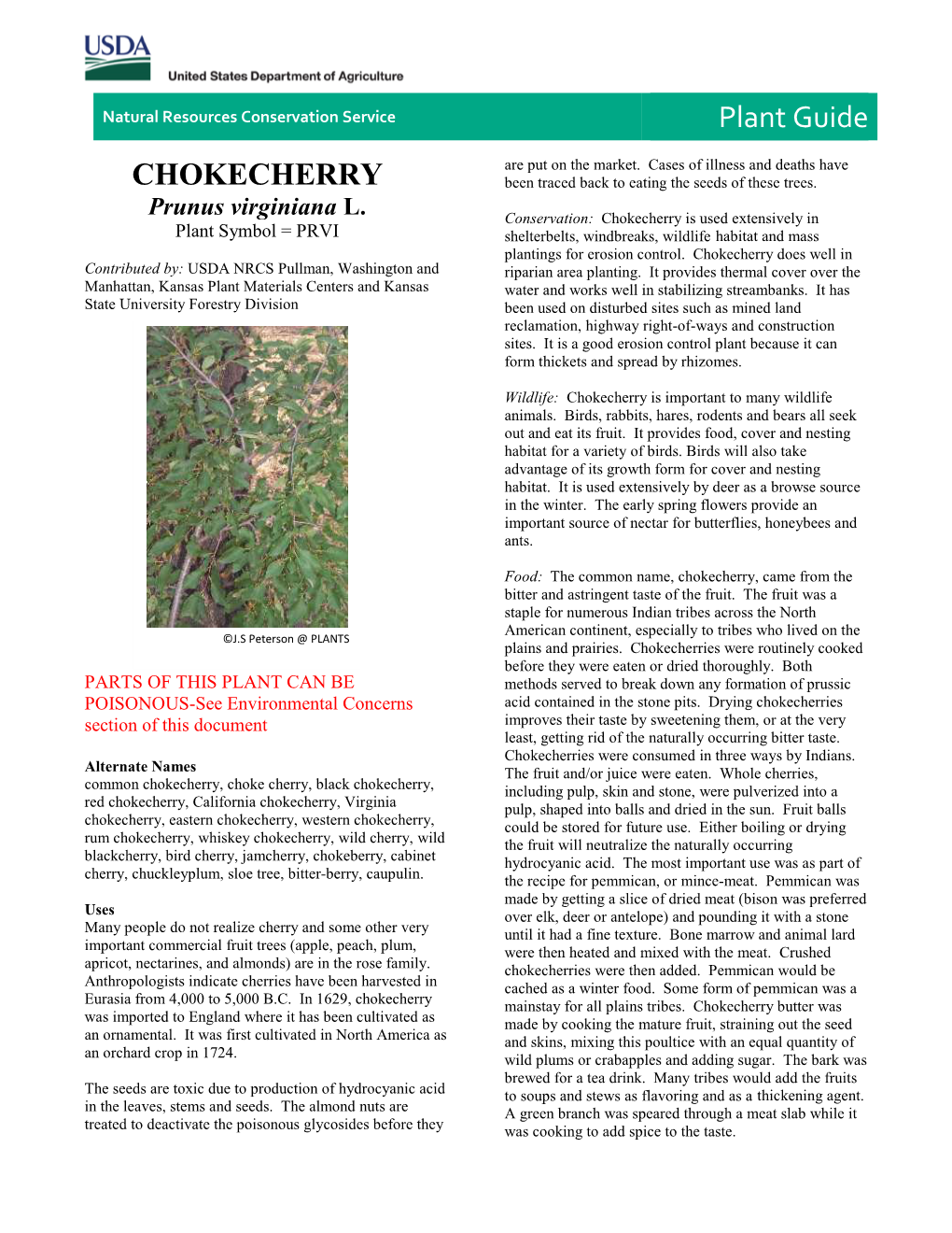 Chokecherry Plant Guide