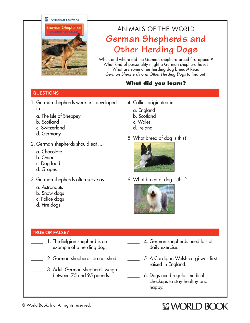 German Shepherds and Other Herding Dogs