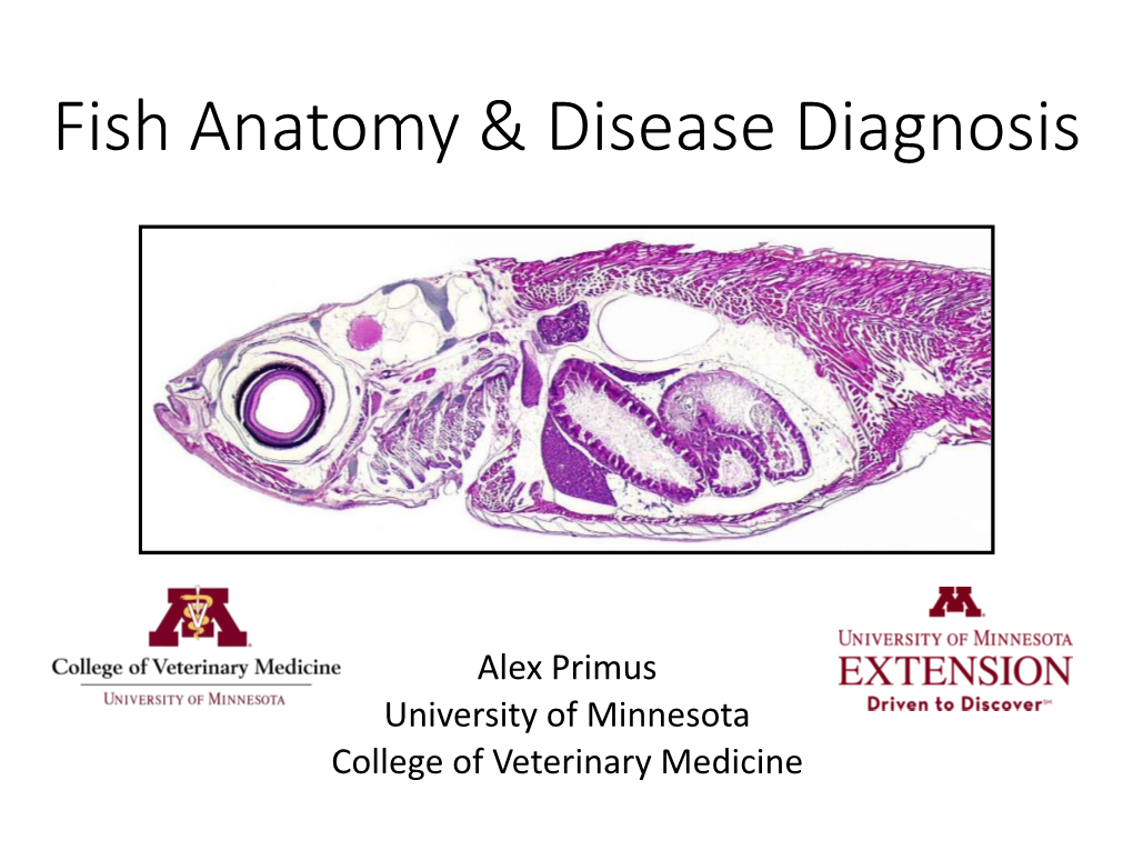 Fish Anatomy and Disease Diagnosis