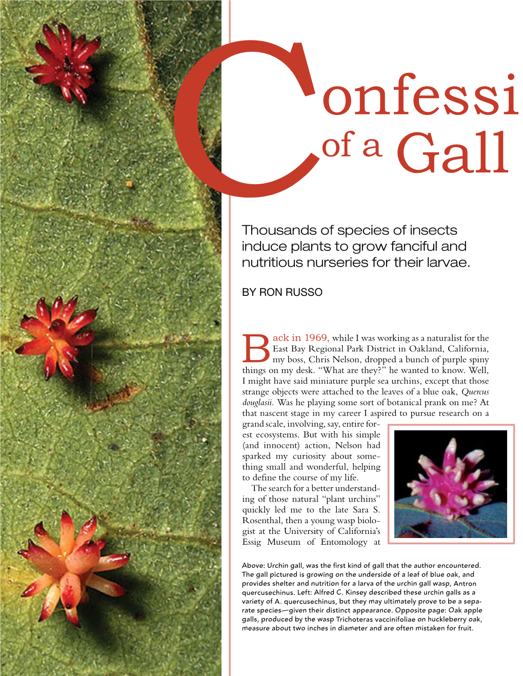 Confessions of a Gall Hunter by Ron Russo