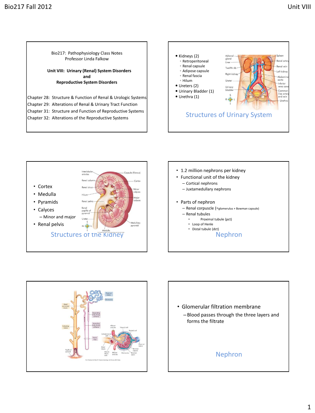 Structures of Urinary System Structures of the Kidney Nephron