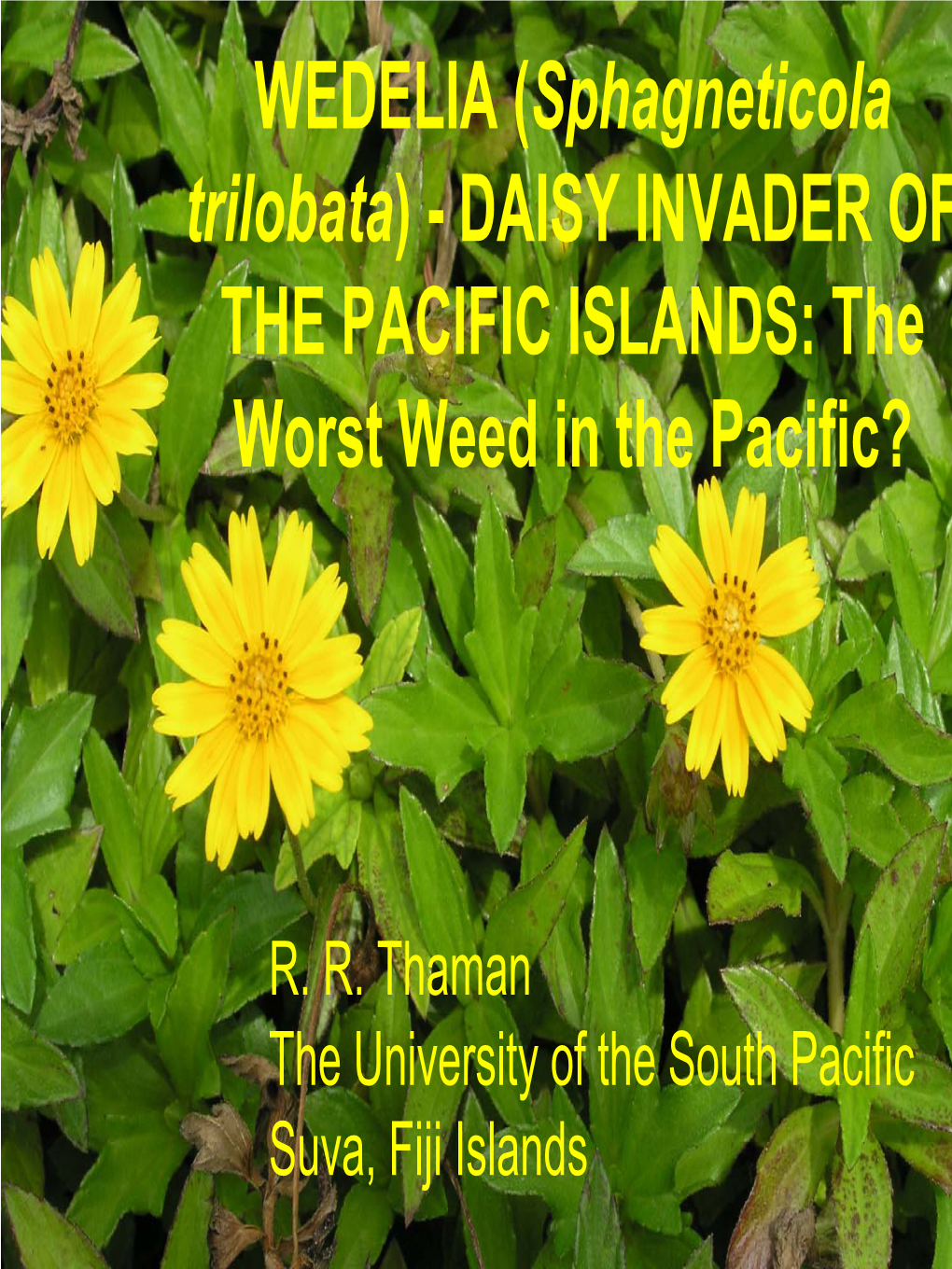 Sphagneticola Trilobata) - DAISY INVADER of the PACIFIC ISLANDS: the Worst Weed in the Pacific?