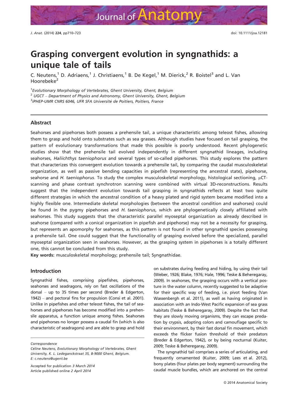 Grasping Convergent Evolution in Syngnathids: a Unique Tale of Tails C