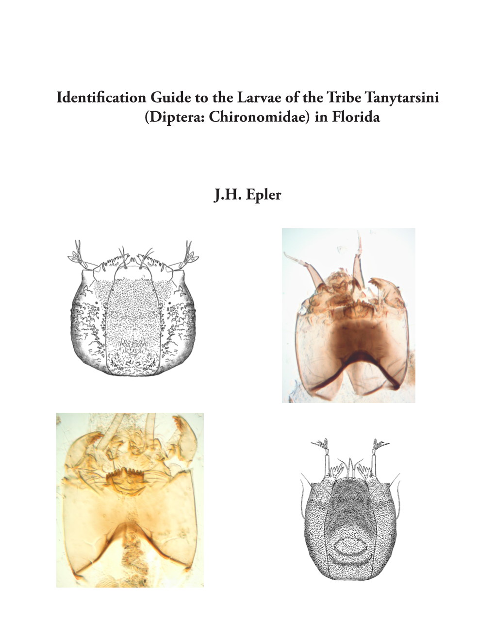 Identification Guide to the Larvae of the Tribe Tanytarsini (Diptera: Chironomidae) in Florida
