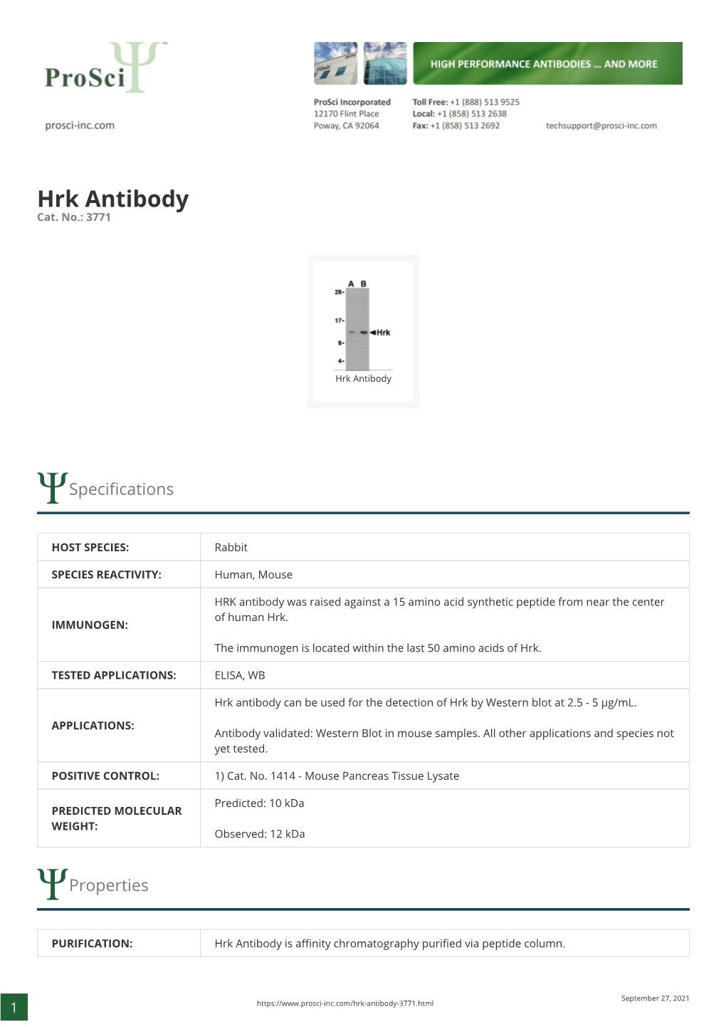 Hrk Antibody Cat