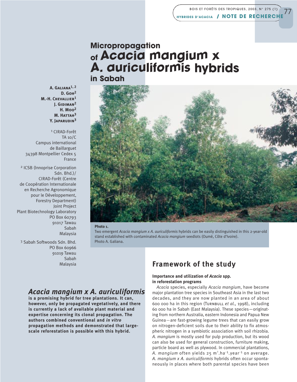 Of Acacia Mangium X A. Auriculiformis Hybrids in Sabah A
