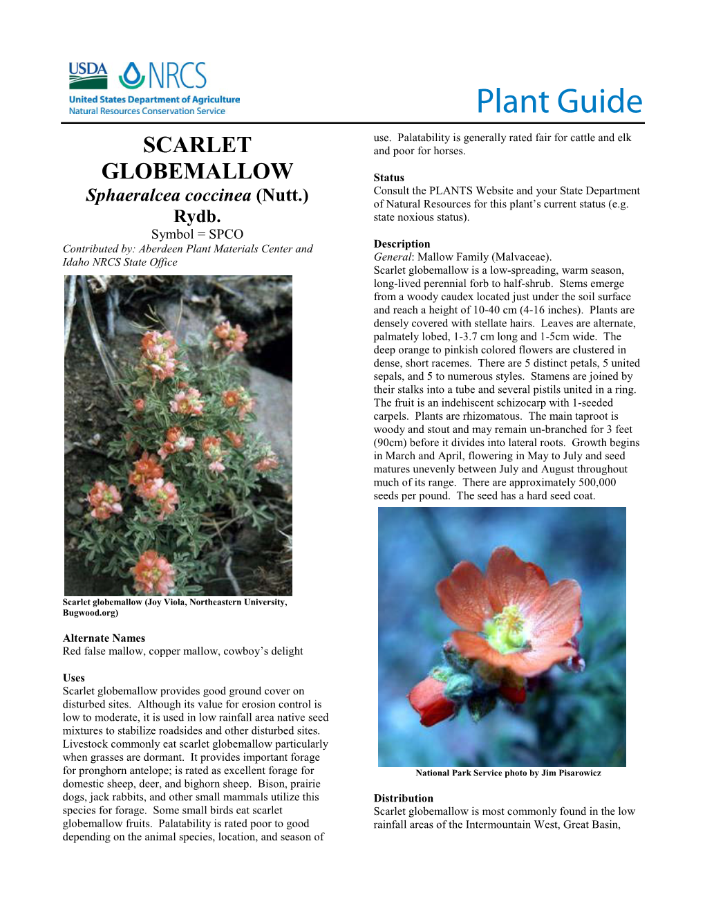 Scarlet Globemallow (Sphaeralcea Coccinea)