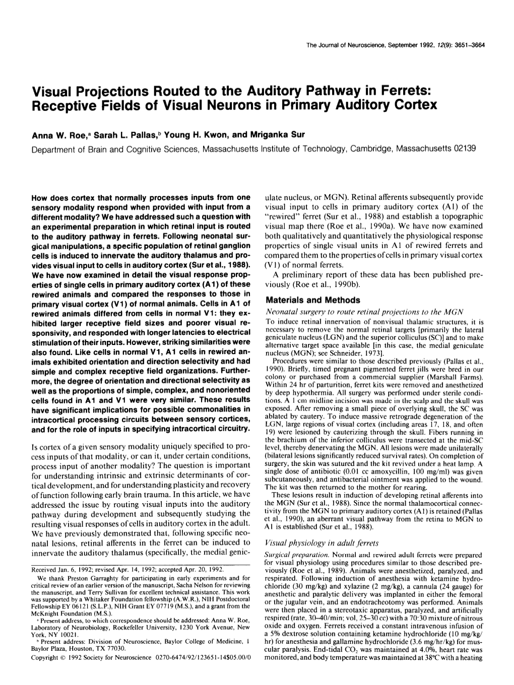 Receptive Fields of Visual Neurons in Primary Auditory Cortex