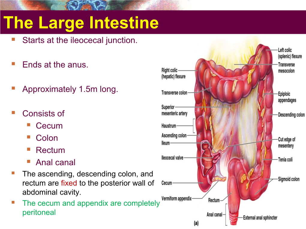 The Large Intestine